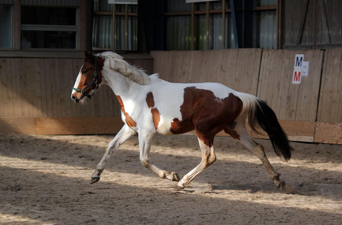 Pinto Love Never Dies (SOLGT) *For evigt elsket <3* - NYT: Lulu løs i hallen billede 11