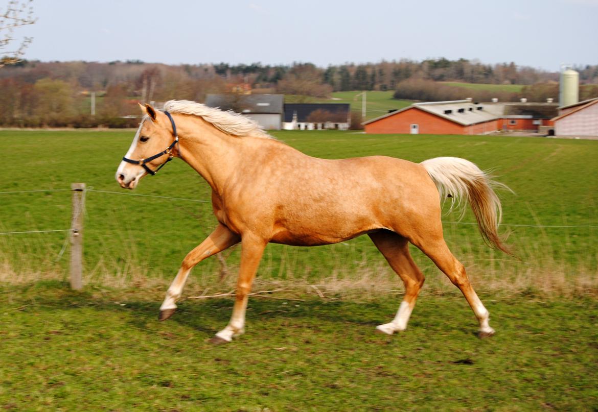 Palomino Monza's Touché billede 16