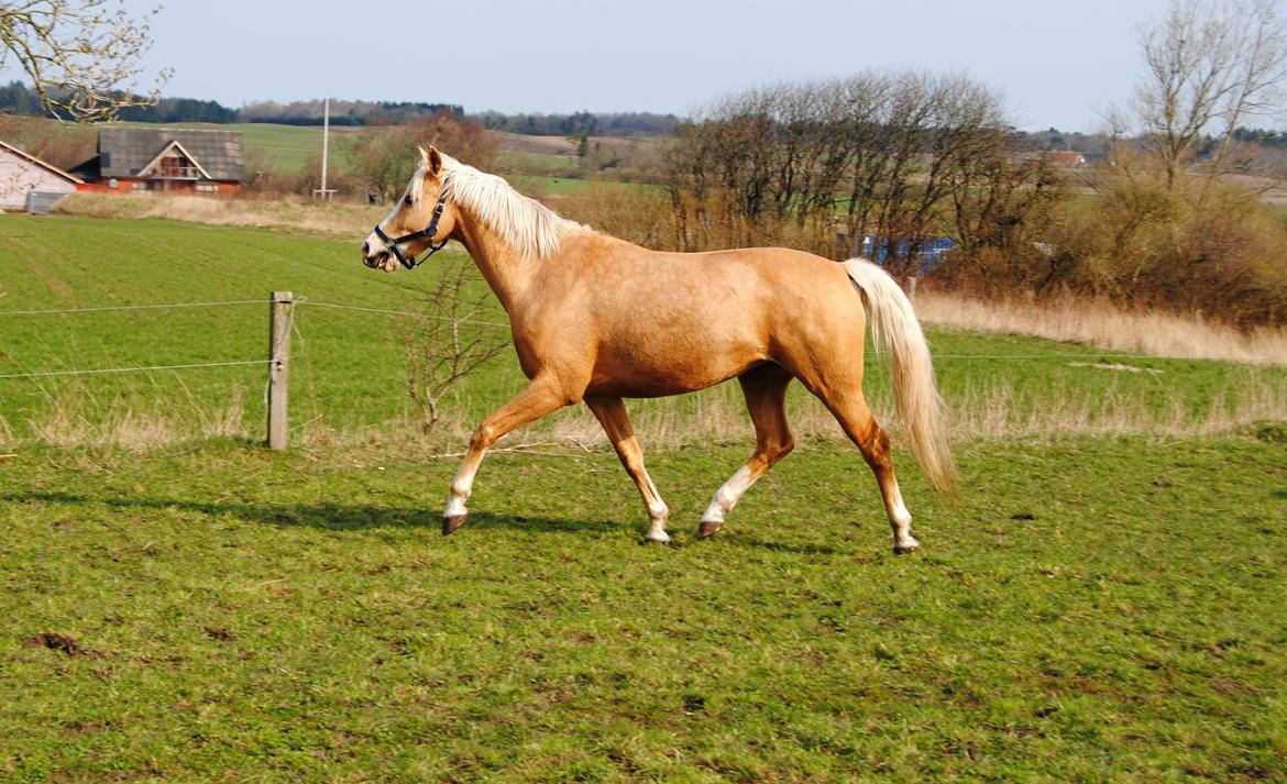 Palomino Monza's Touché billede 17