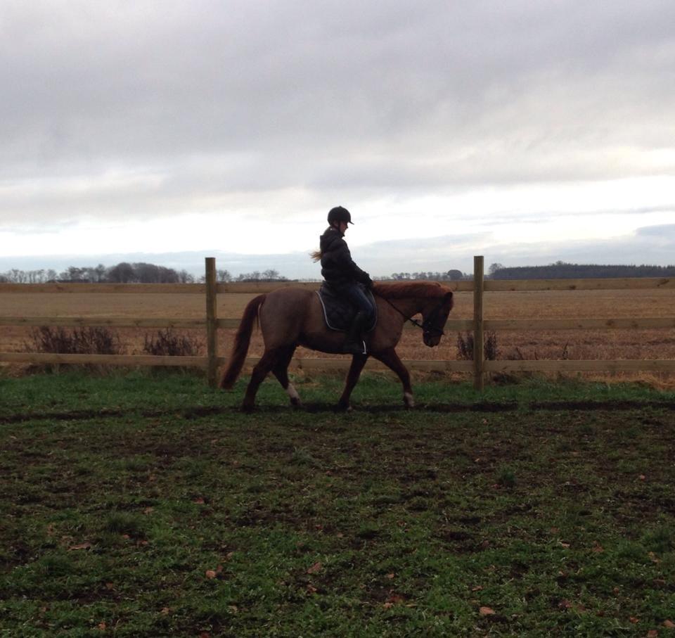 Anden særlig race Cody. billede 9