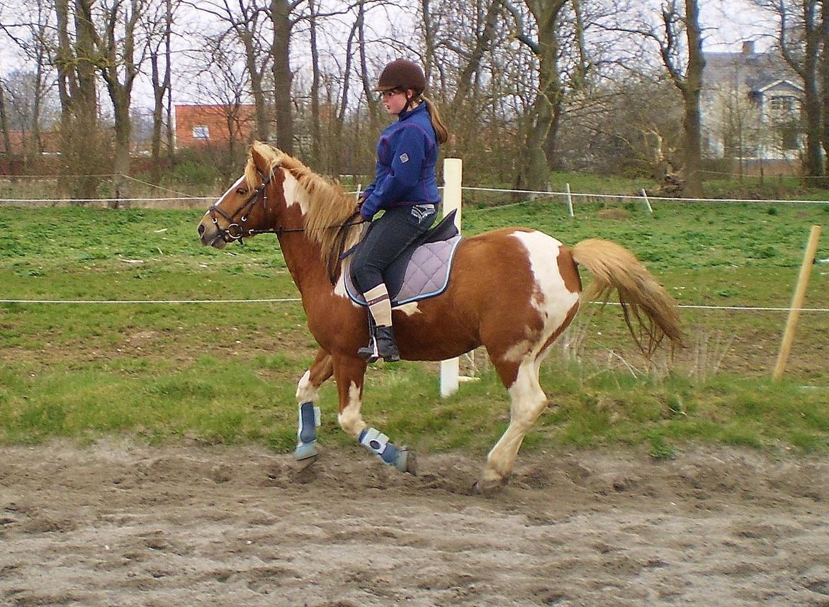 Anden særlig race Hidalgo *Drengerøven* - Min lækre dreng og jeg galopere for første gang i 2 uger<3 29-3-2014 billede 18