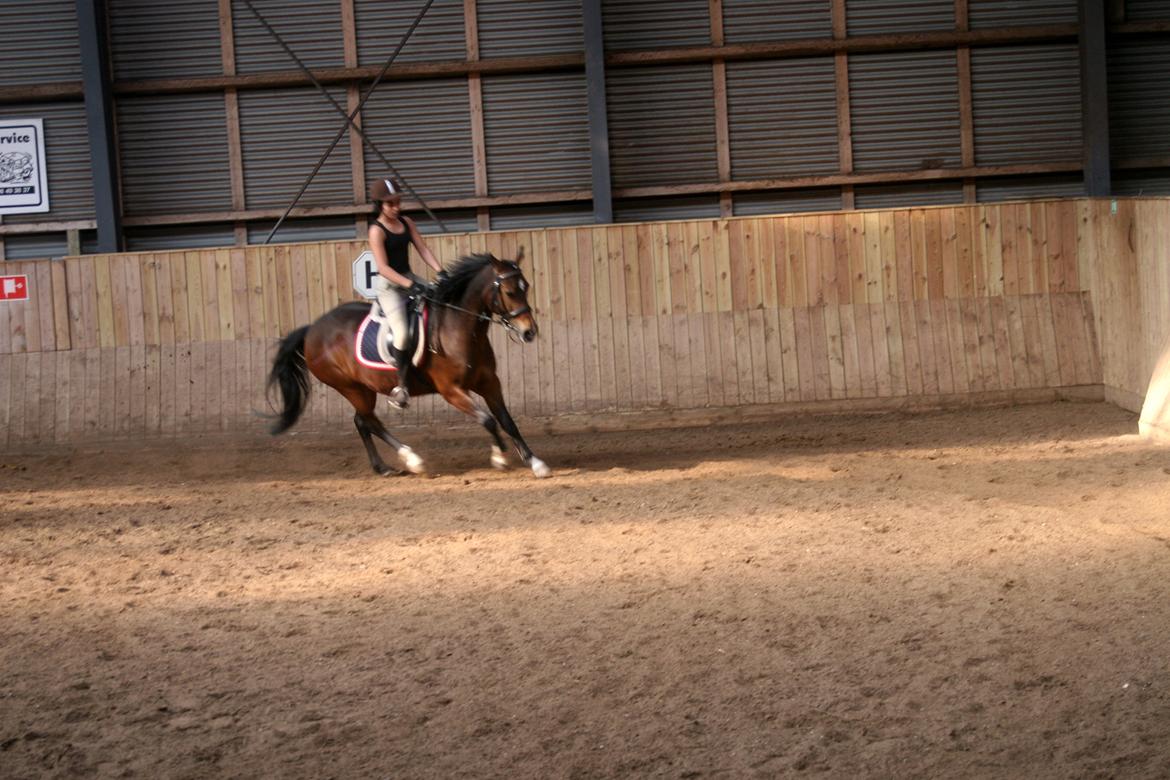 Anden særlig race Shakira (HVR) Rideskolepony billede 14