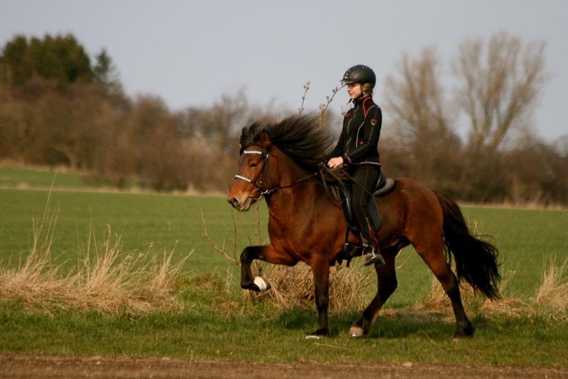 Islænder Pruður fra Flugsæl billede 16