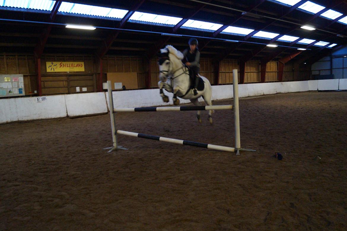 Connemara Gry Landlyst billede 1