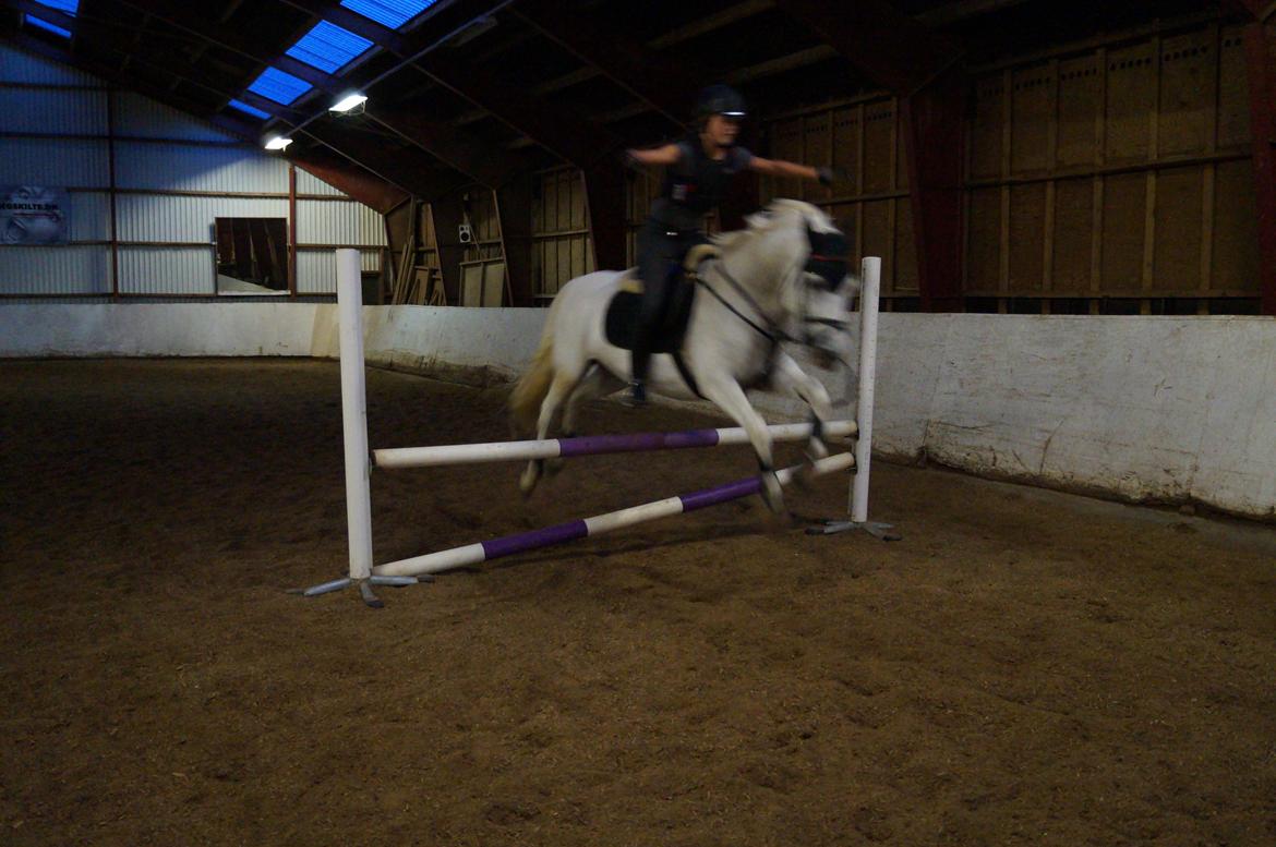 Connemara Gry Landlyst billede 4