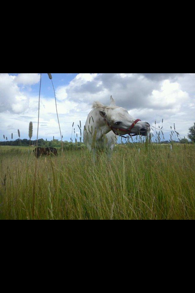 Connemara Gry Landlyst billede 5