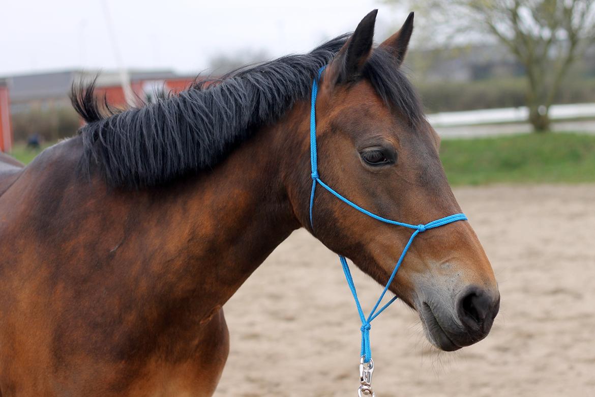 Hollandsk Sportspony Floortje - Smukke baby ♥ billede 18