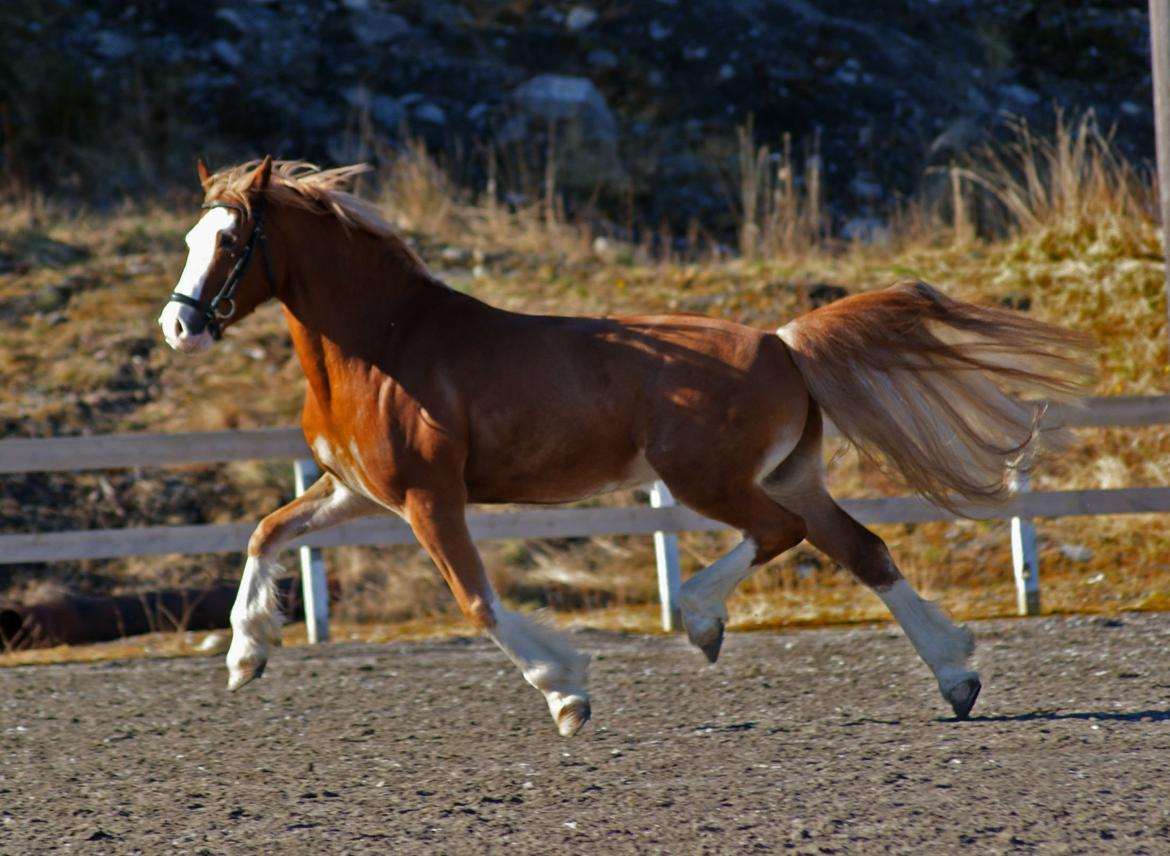 Welsh Cob (sec D) Oppheims Lorenzo billede 2