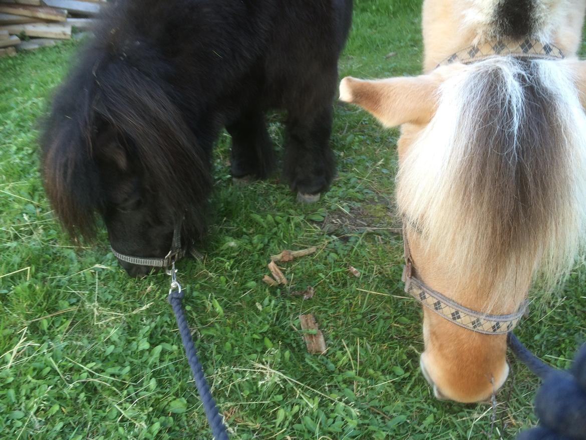 Shetlænder Buster. Tidl pony nu bosat hos Anette i det jyske billede 8