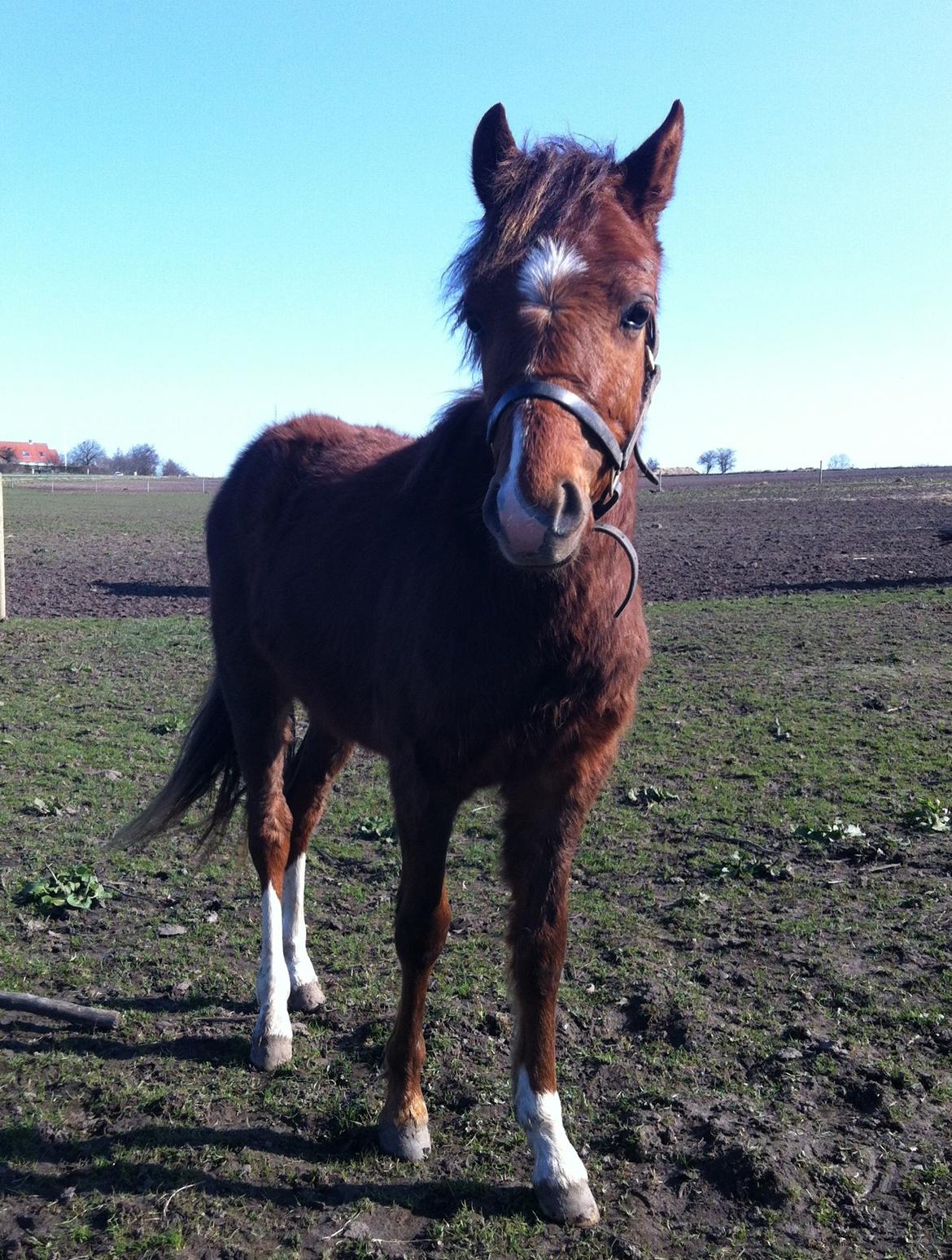 Welsh Pony (sec B) ChaTho´s Zippo - Marts 2014 billede 5