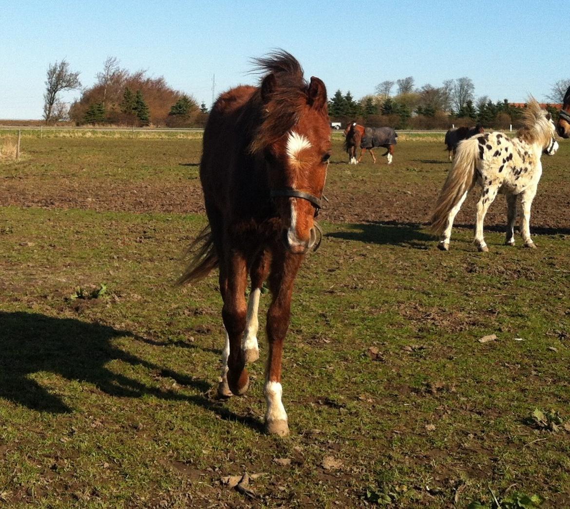 Welsh Pony (sec B) ChaTho´s Zippo - Marts 2014 billede 6