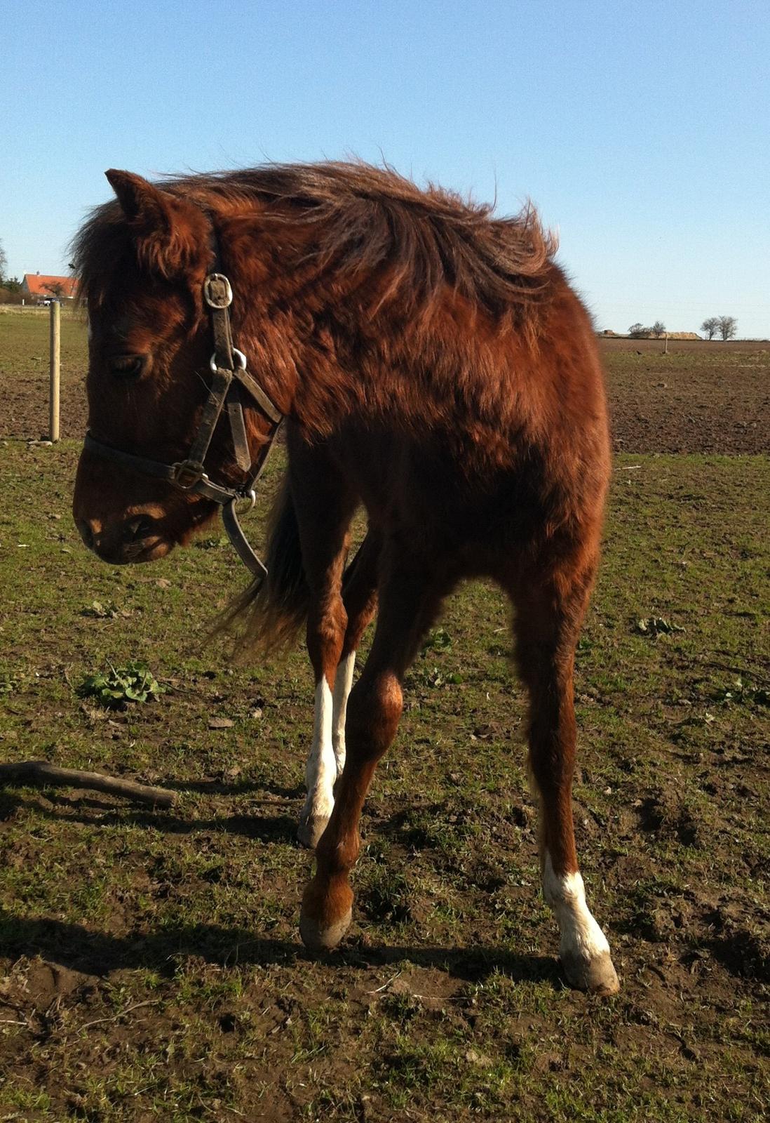 Welsh Pony (sec B) ChaTho´s Zippo - Marts 2014 billede 7