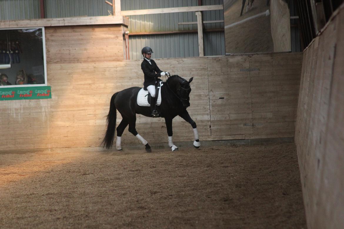 Dansk Varmblod Hefaistos - marts 2014 billede 12