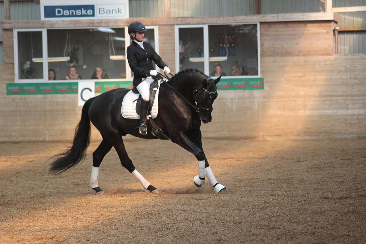 Dansk Varmblod Hefaistos - marts 2014 billede 20