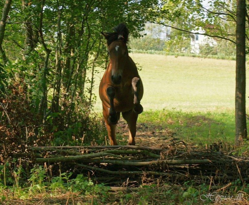 New Forest Gaia Hippios - Gaia der springer. billede 9