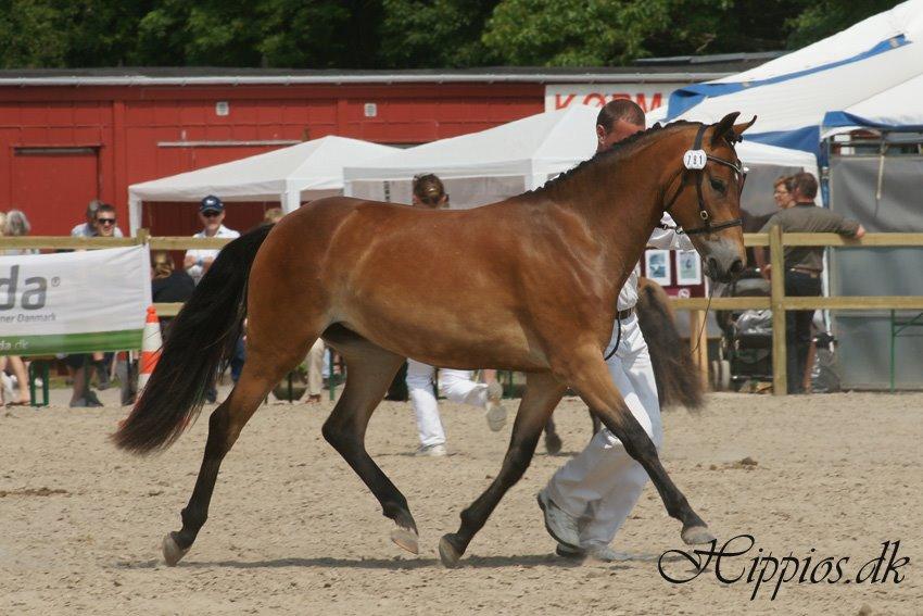 New Forest Gaia Hippios - Til kåring på Roskilde dyrskue. billede 15