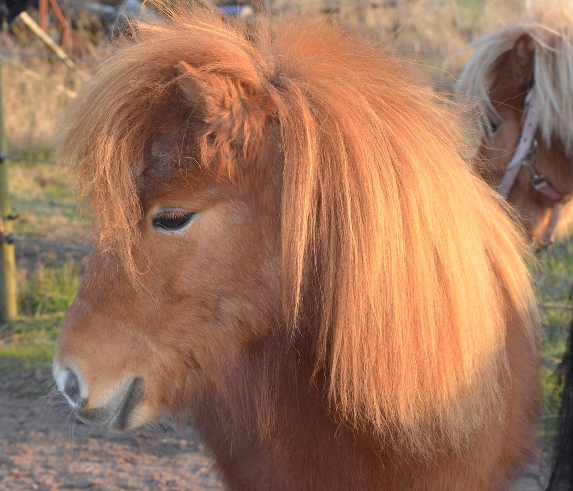 Anden særlig race Møllegårdens Kajser - Kajser, 7 år, marts 2014 billede 17
