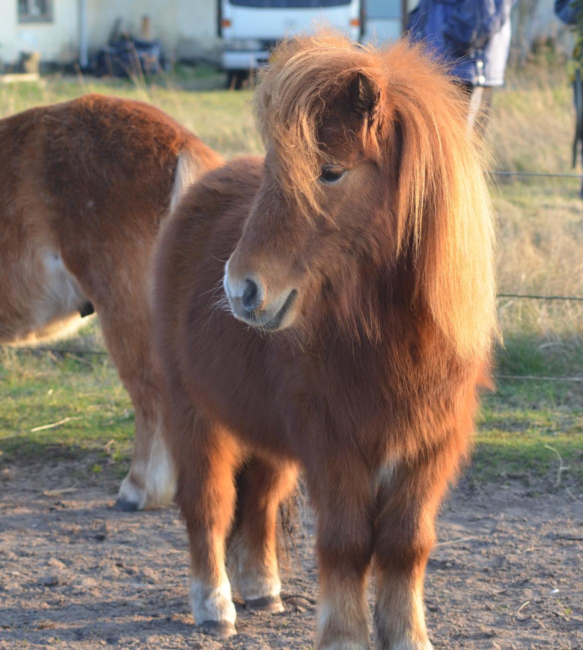 Anden særlig race Møllegårdens Kajser - Smukke dreng. :-) billede 18