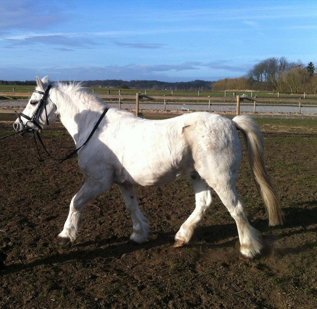 Welsh Mountain (sec A) Rosso Bianco - Ponse30-03-12 Foto: Ninna billede 4