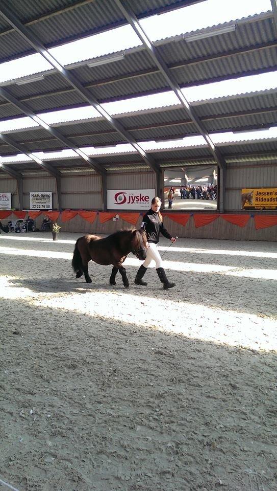 Shetlænder Østervangs Vidor - Østervangs Vidor til Hingsteshow for Welsh- og Shetlandsponyer d. 22 marts 14 billede 14