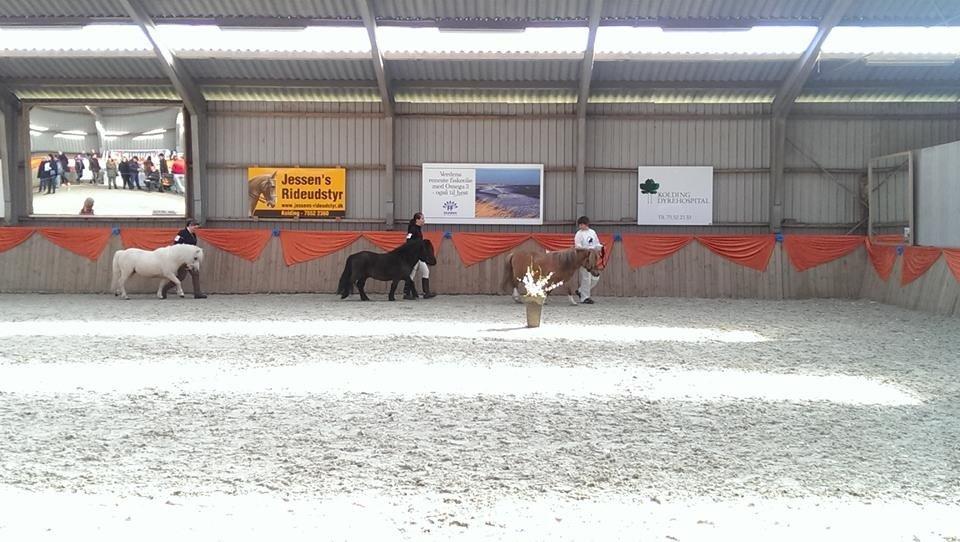 Shetlænder Østervangs Vidor - Østervangs Vidor til Hingsteshow for Welsh- og Shetlandsponyer d. 22 marts 14 billede 15