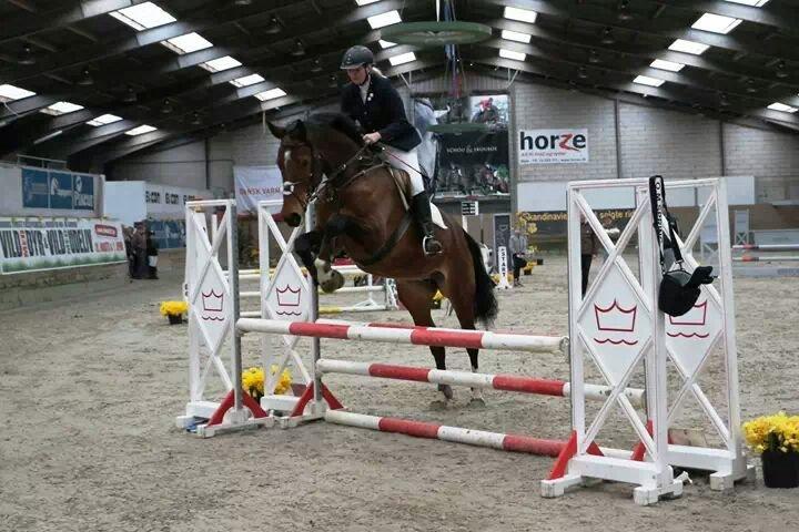 Dansk Varmblod Kronborgdiges Flika. ( låne hest) billede 24