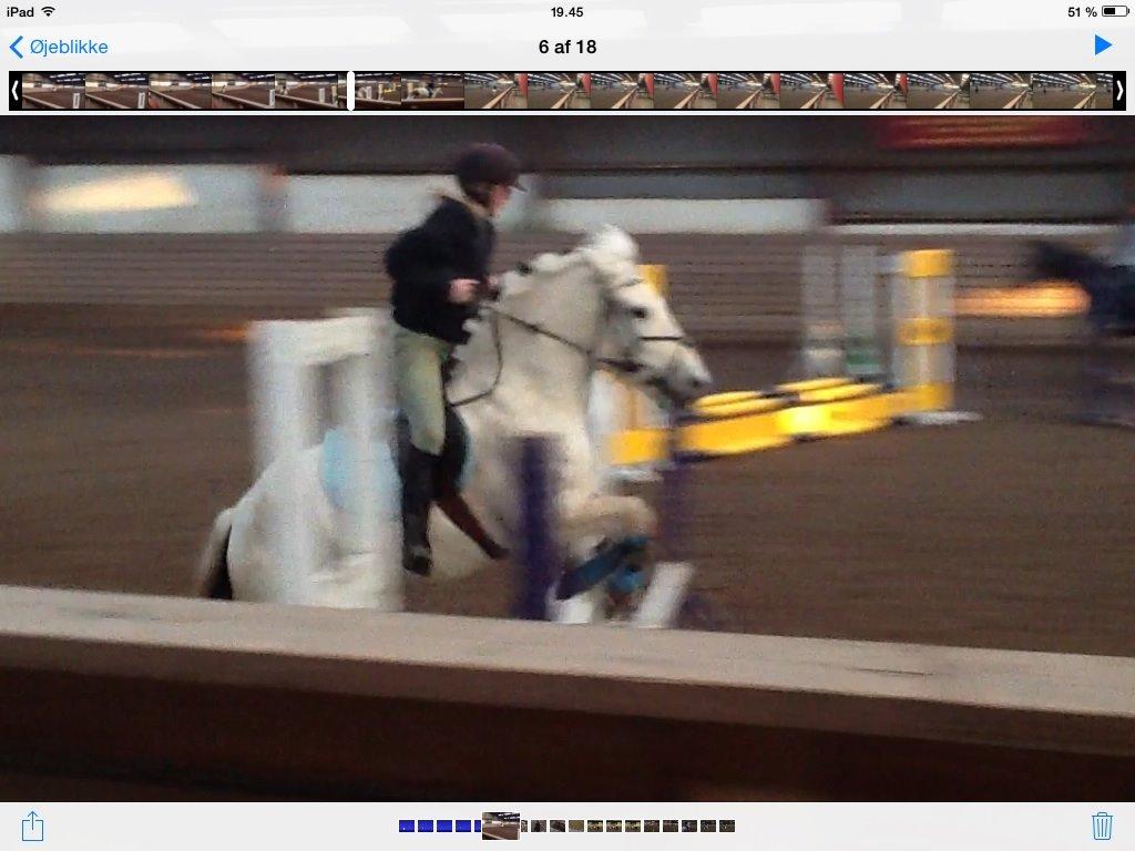 Fjordhest Ellemoses Lobo billede 17