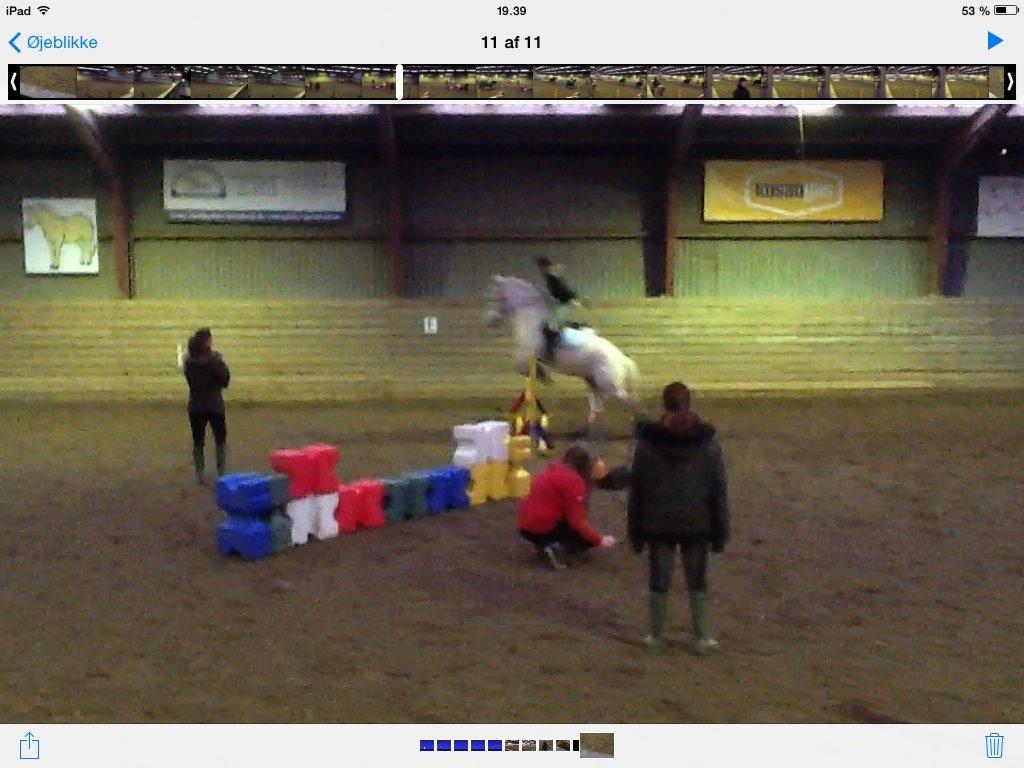 Fjordhest Ellemoses Lobo billede 19