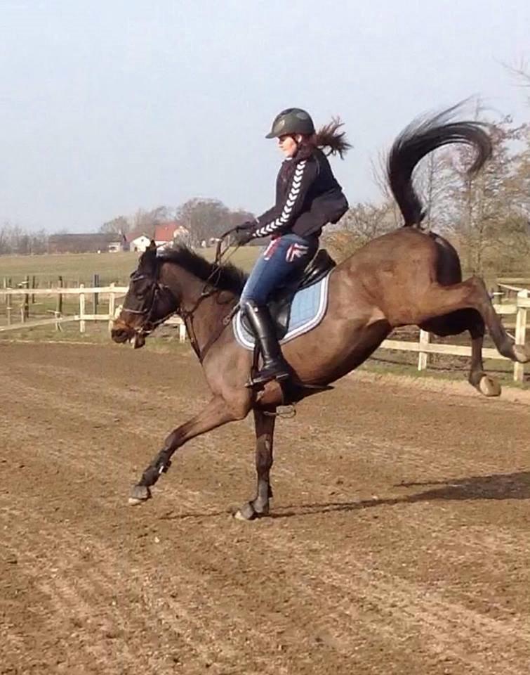 Hollandsk Sportspony NAPIRAI - Tak ponse... :-D billede 37