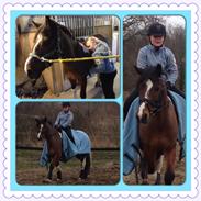 Anden særlig race Sultan