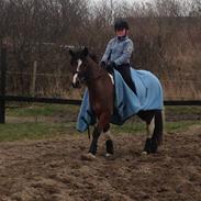 Anden særlig race Sultan