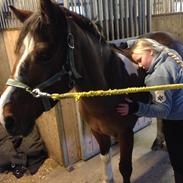 Anden særlig race Sultan