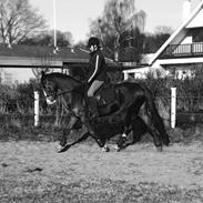 Anden særlig race Viann