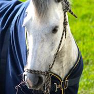 Anden særlig race Silverado