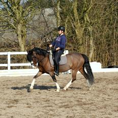 Welsh Pony af Cob-type (sec C) Thers Mickey Mouse