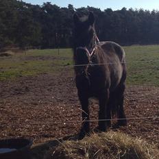 Fell pony Ellegaards Donna