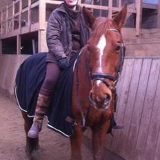 Dansk Varmblod Gangster R