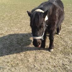 Shetlænder ~Tøsen~ min lille madonna<3