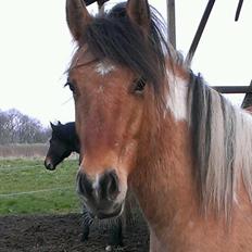 Anden særlig race Cody .