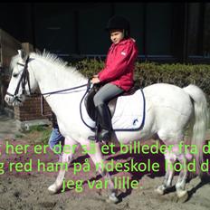 Anden særlig race Ivan