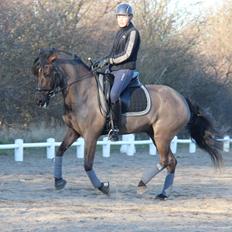 New Forest Kikkenberg's Rikki