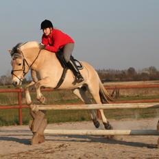 Fjordhest Rendegårdens Picasso