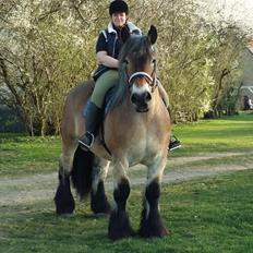Belgier Citt af Fløjgård