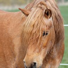 Anden særlig race Tex