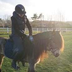 Welsh Pony (sec B) Keja Countach ( Bette mand)