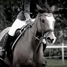 Dansk Varmblod Fighter