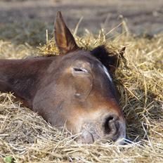 Anden særlig race Wilma