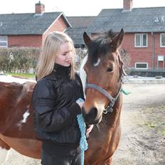 Anden særlig race Flicka [ELEVPONY]