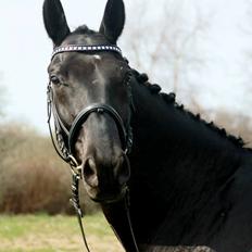 Dansk Varmblod Bornhøfts Black Luc