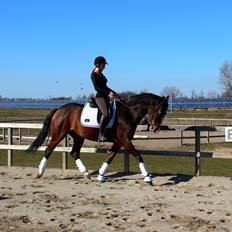 Dansk Varmblod Frydenssangs Altesse